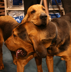 Bloodhounds at Crufts 2013