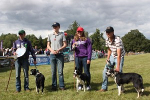 sheepdog young retrievers