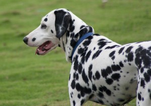 Healthy Dalmatian