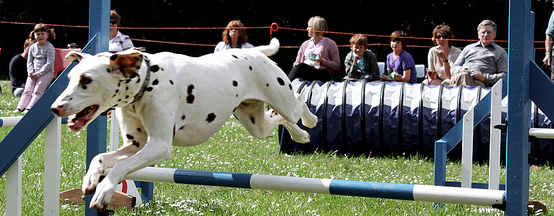 Athletic Dalmatian