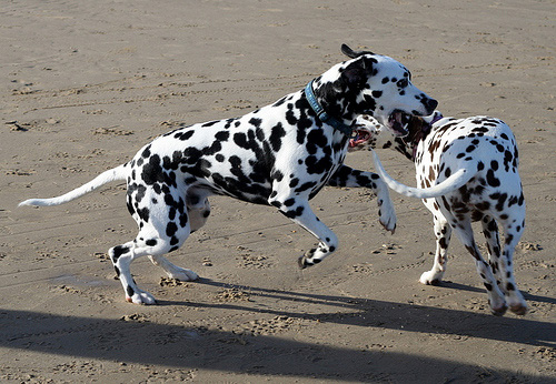 Dalmatian Diet Chart