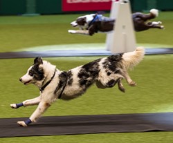 Flyball Dog Competition