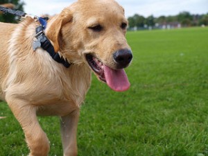 exercising labrador