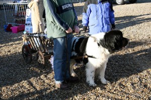 newfoundland dog at elveden