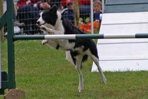 Dog Agility Class