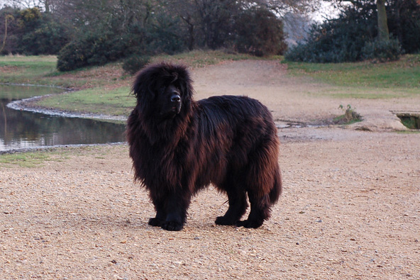 newfoundland coat