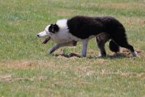 Sheepdog by J E McGowan