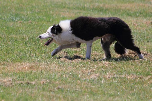 Breed Profile - Border Collie - Gilbertson and Page - Dog, Cat and