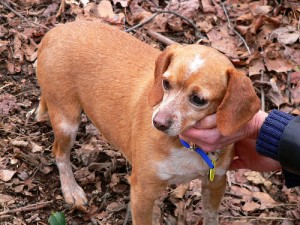 Molly, a former rescue home dog