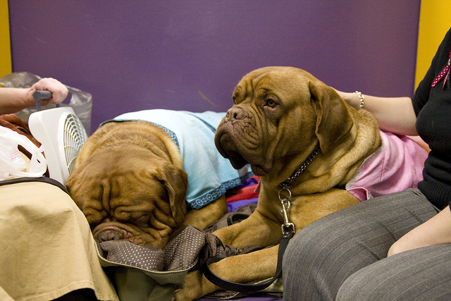 Biggest dogue hot sale de bordeaux