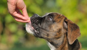 feeding treats to your dog