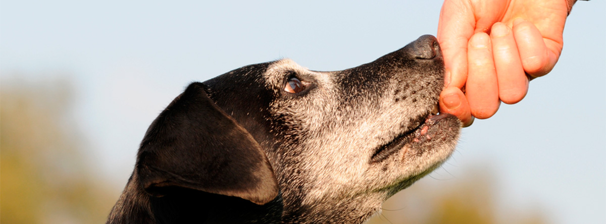 dog feeding