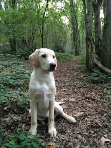 Oscar the Gundog - Episode Two