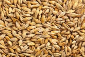 barley