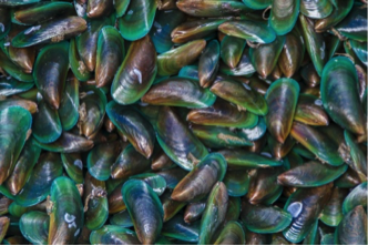 mussels