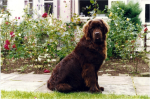 Newfoundland Dog Breed image