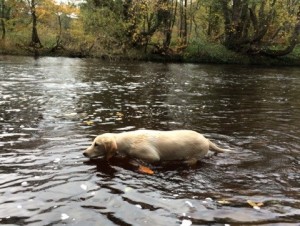 Oscar the Gun Dog in the River