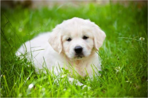 puppy_grass