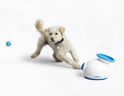 iFetch Dog Toy