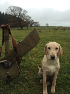 Labrador on first shoot