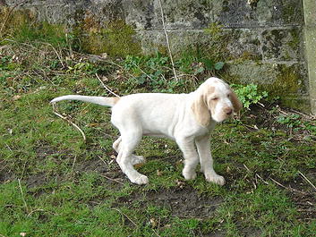 Spinone Puppy