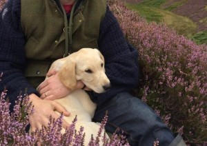 Gun dog training with Oscar