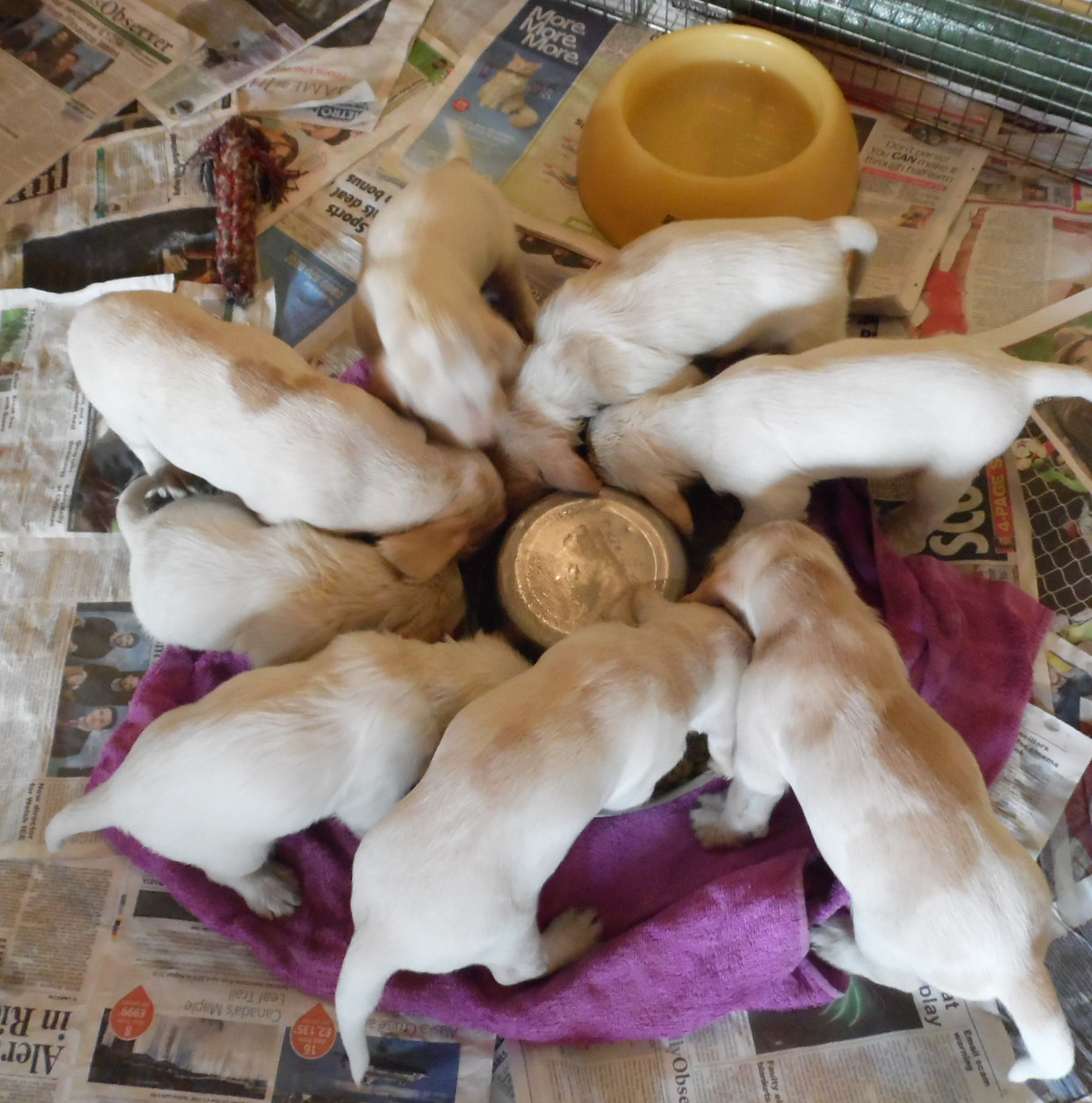 chandhally spinone puppies