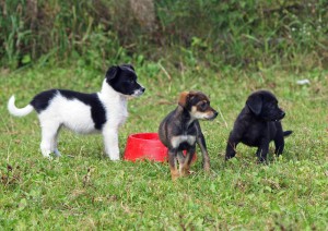 Puppies Feeding