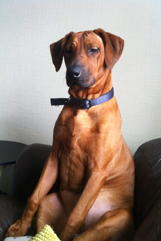 Nia the Rhodesian Ridgeback