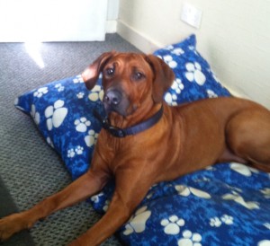 Rhodesian Ridgeback Dog - Nia