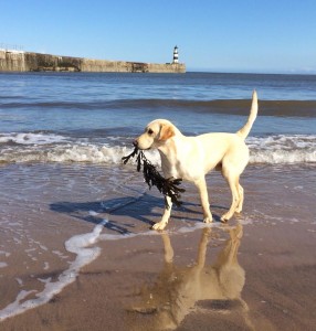 Canine playtime. Gundog at the seaside