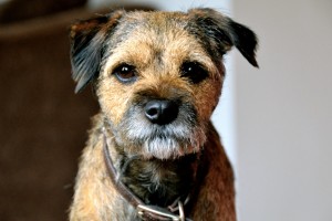 Image courtesy of Paul Holtby. Border Terrier