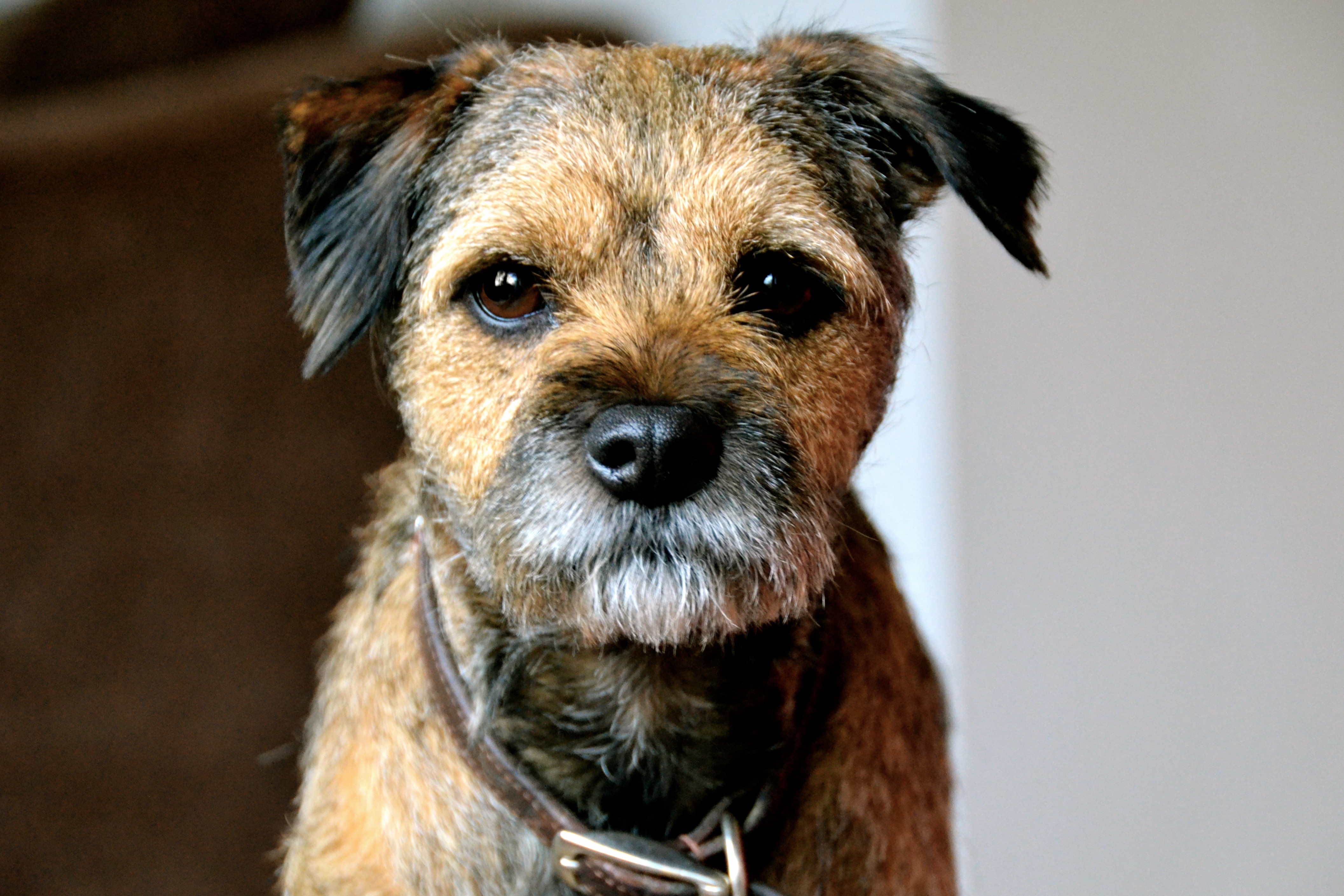 how much exercise does my border terrier need