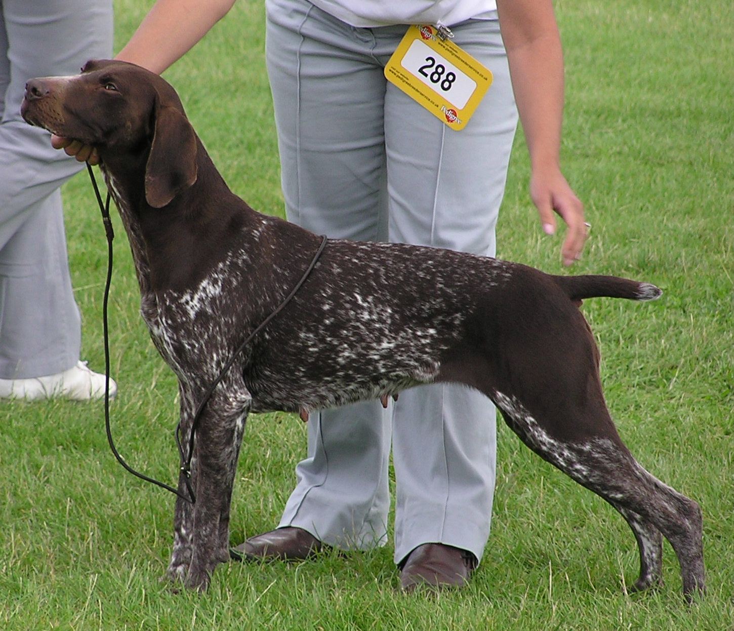 German Shorthaired Pointer On Point