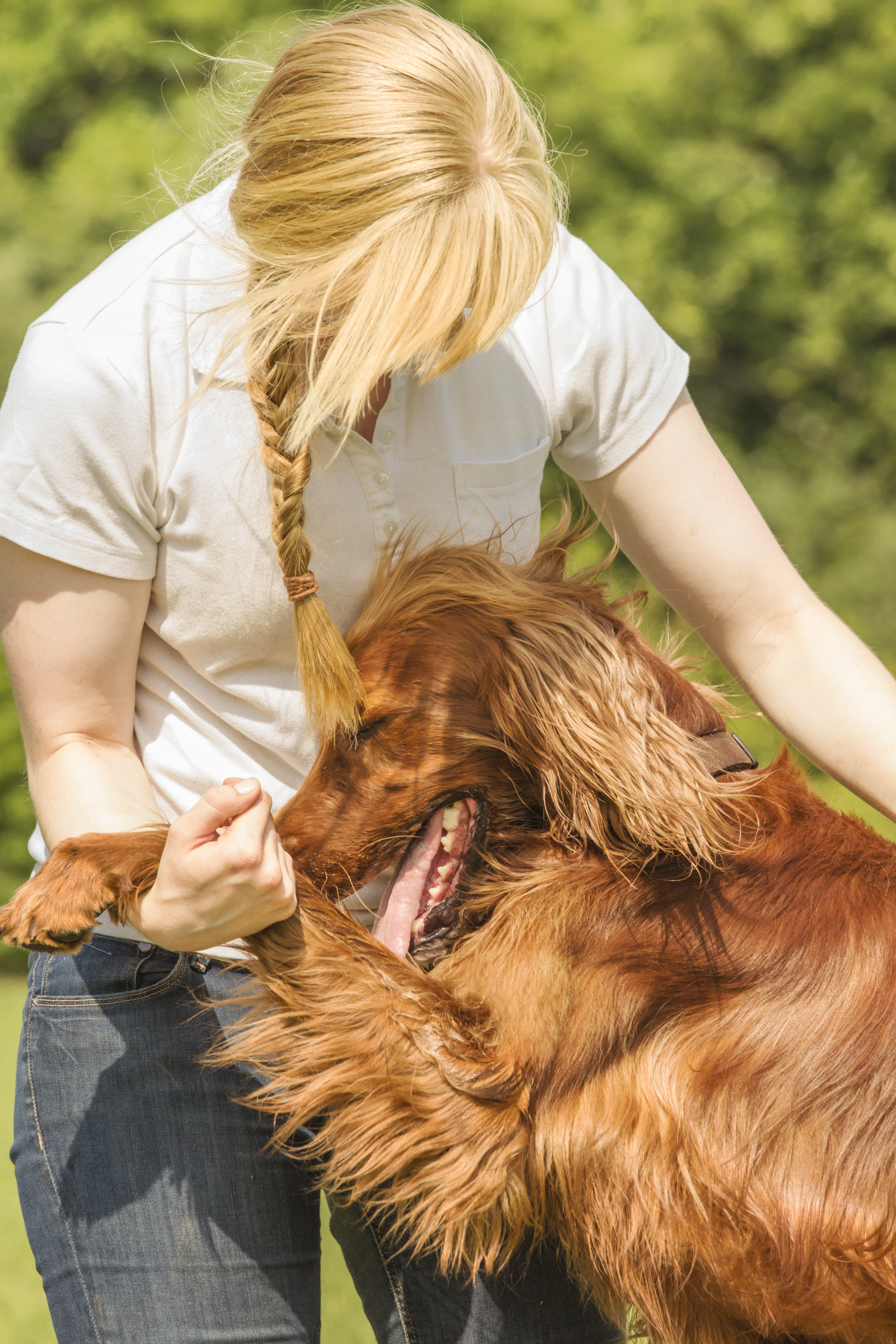 red setter