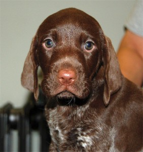 German Shorthaired Pointer dog