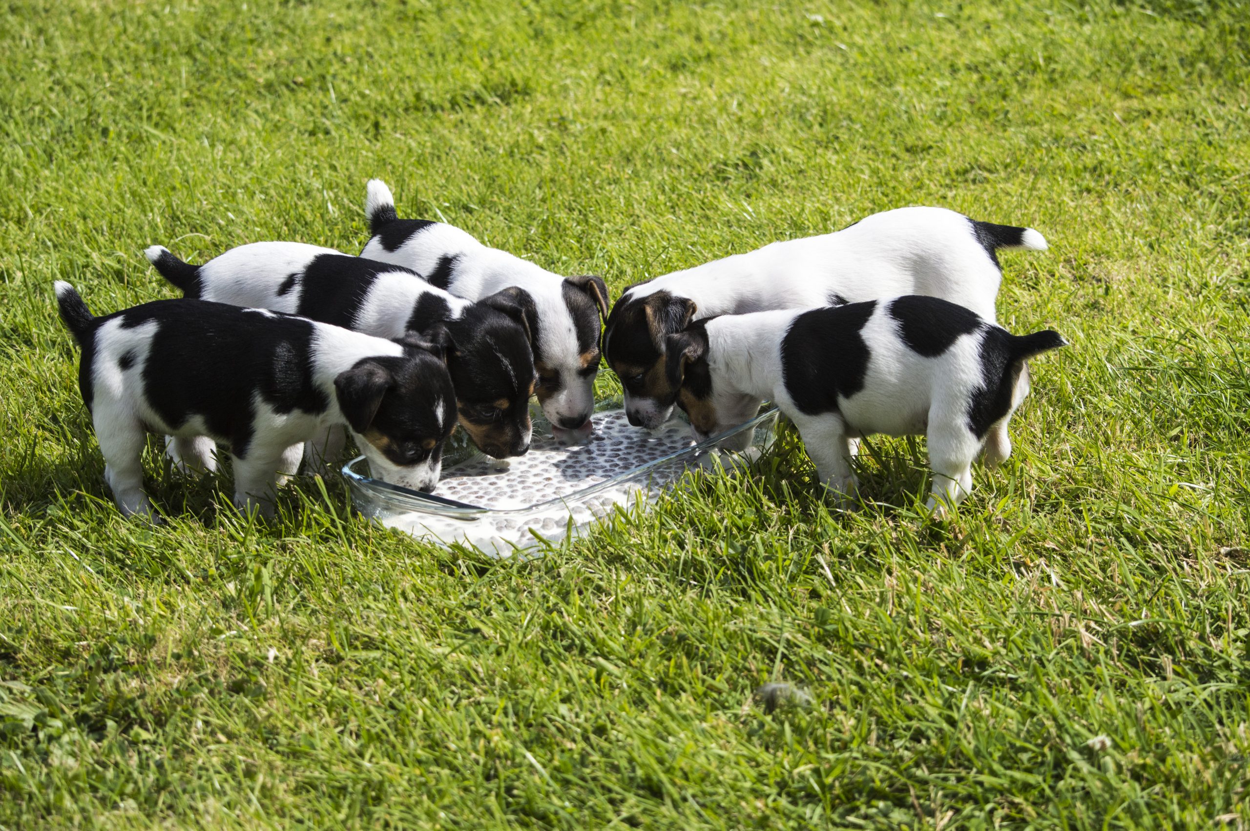 Farm reared shop jack russell puppies