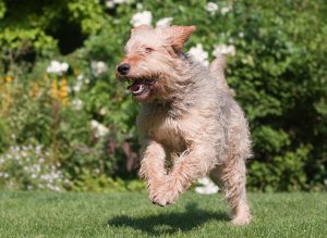 Otterhound Image