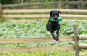 Retriever Dog Training