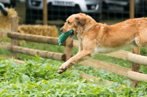 Labrador Retrieving