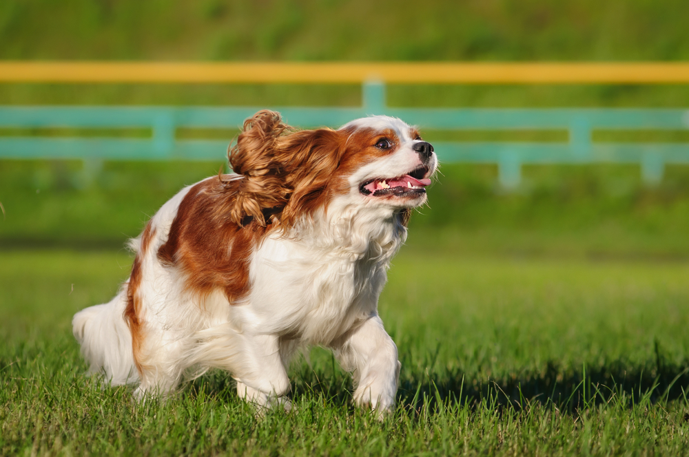 Running King Charles Spaniel