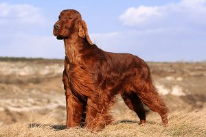 Irish Setter