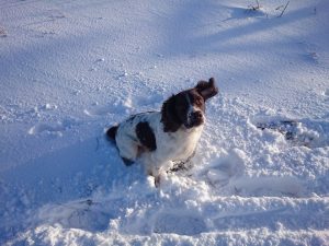 Image courtesy of Mr and Mrs Gaylor. English Springer Spaniel