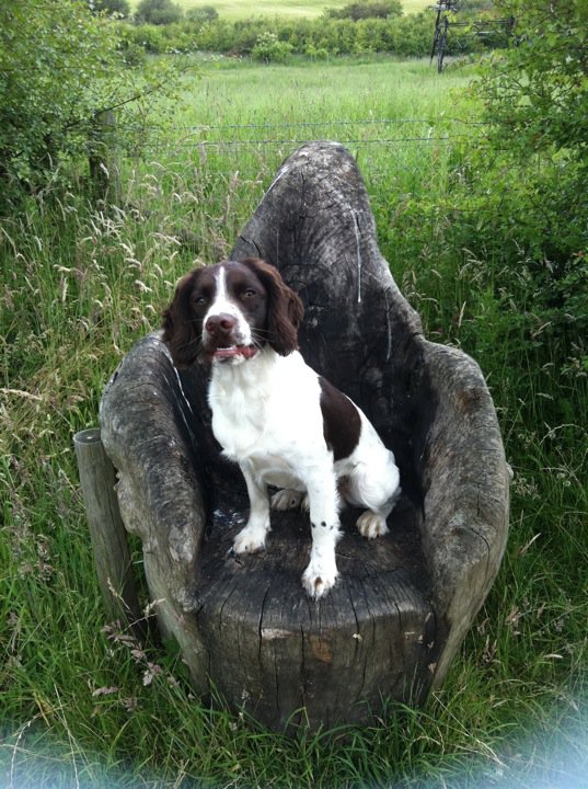 english springer spaniel and cats