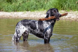 large munsterlander dog