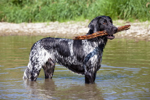 are munsterlander hypoallergenic