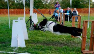 Image courtesy of Bev Rutherford, Teesdale Flyball Club