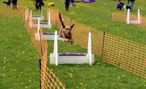 Image courtesy of Bev Rutherford, Teesdale Flyball Club