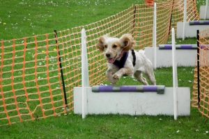 Image courtesy of Bev Rutherford, Teesdale Flyball Club