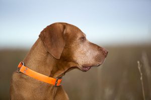 hungarian viszla gun dog portrait